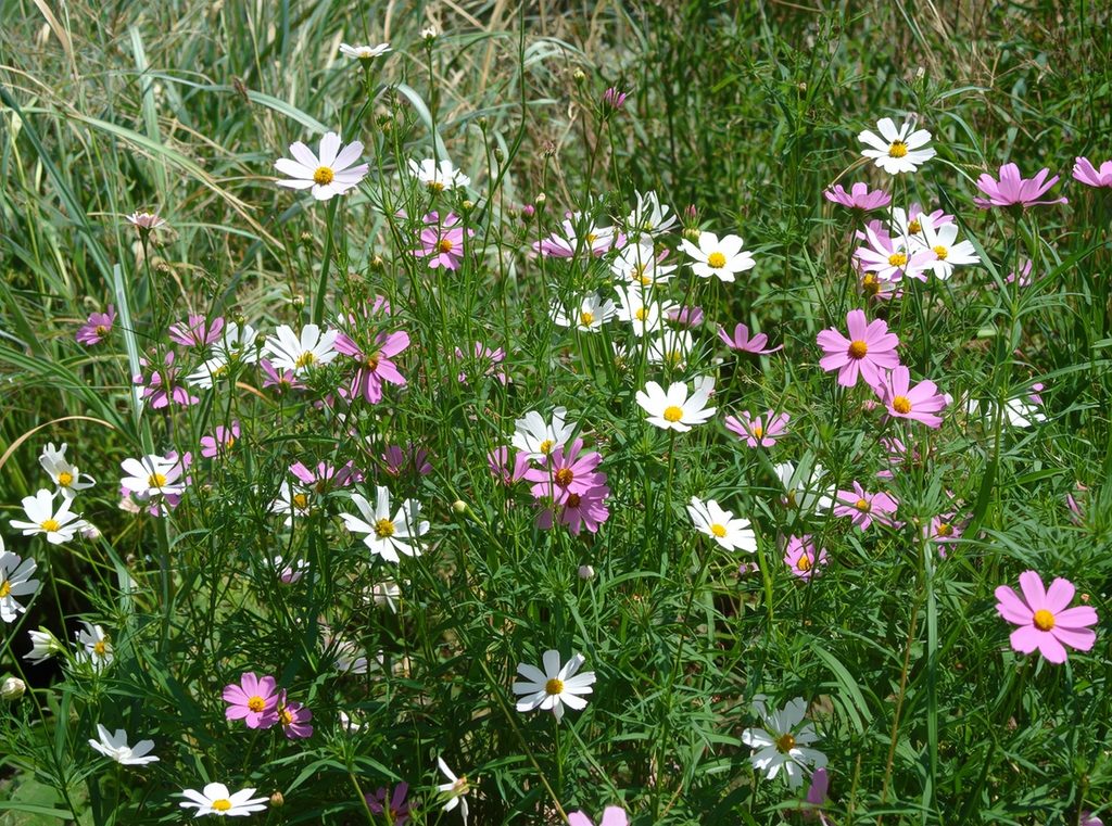 Tall pink and white cosmos flowers growing loosely in a sunny cottage-style garden with airy green foliage