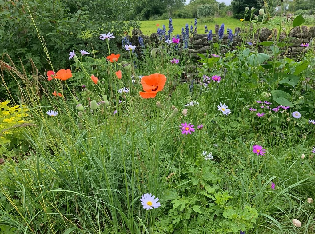 A slightly wild cottage bed with self-seeded poppies and cosmos appearing between established perennials