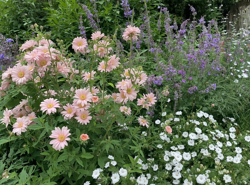 A cottage garden in a soft palette of blush pink, lavender, white and dusty blue flowers