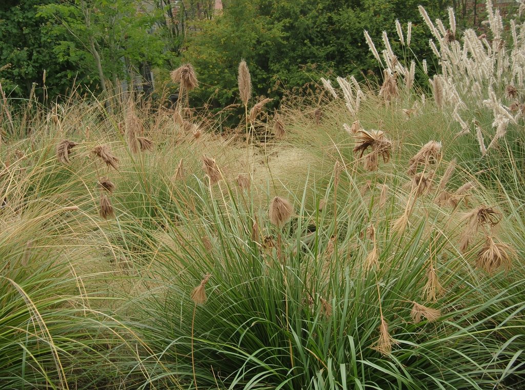 A naturalistic garden in early fall with dried seed heads, soft grasses and fading perennials intentionally left standing