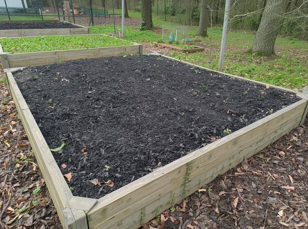 An established raised bed being topped up with a fresh layer of dark compost in early spring
