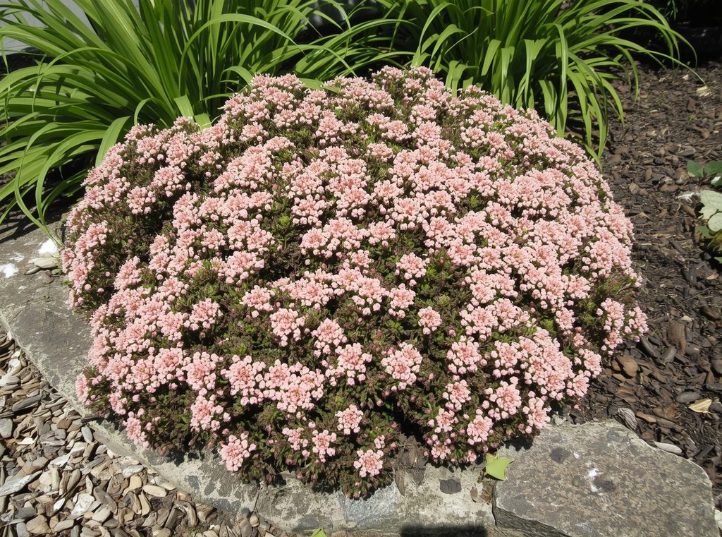 Mature sedum plants with soft pink flower clusters