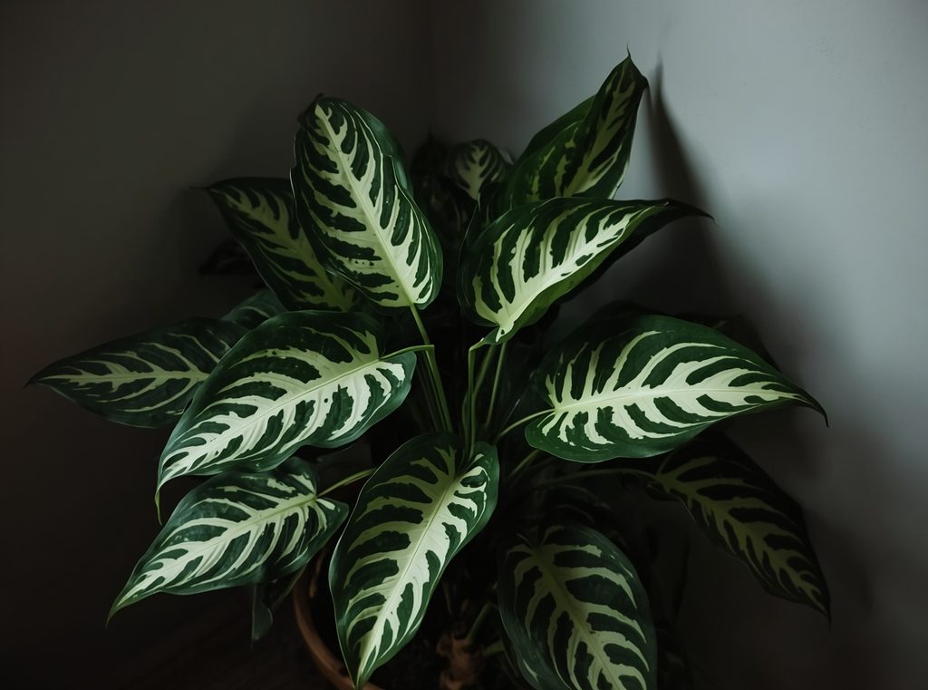 A lush dieffenbachia with large patterned leaves filling a darker corner of a living room