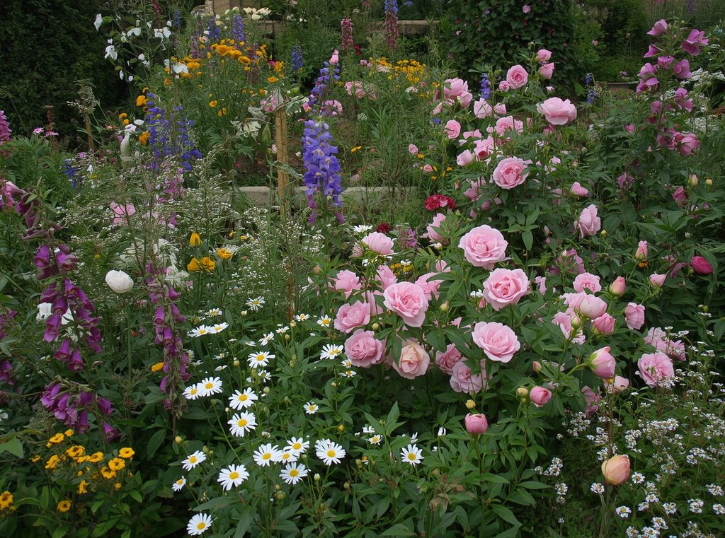 An old-fashioned cottage garden filled with roses, foxgloves, daisies and soft pink peonies