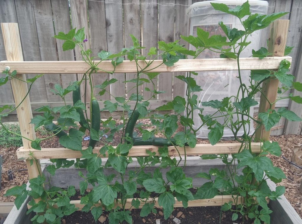 A raised vegetable bed with peas and cucumbers growing vertically on a simple wooden trellis
