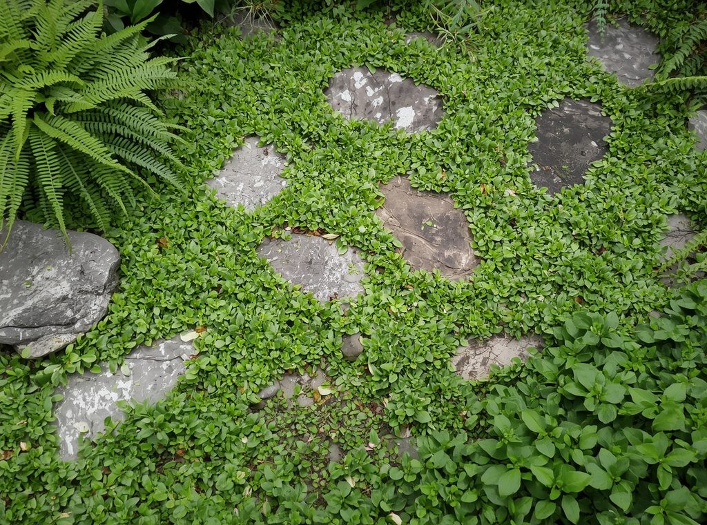 A shaded garden floor filled with soft green groundcover weaving between ferns and natural stones