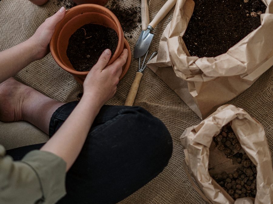 Hands repotting a small houseplant with gardening tools nearby