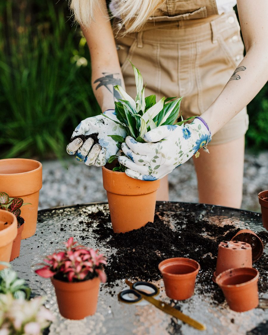 Gloved hands repotting a small plant into a terracotta pot