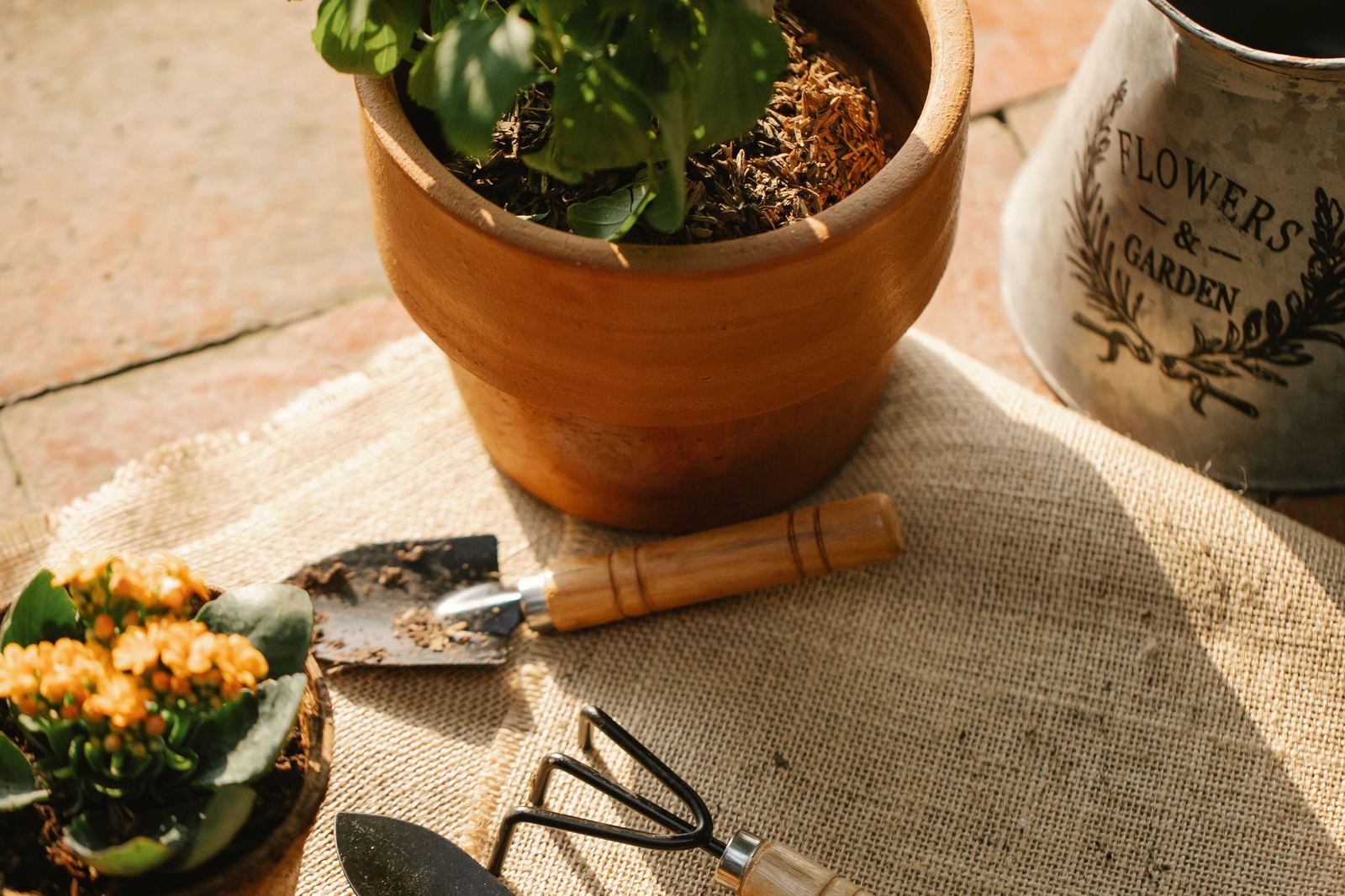 Terracotta pot with a trowel and hand fork resting nearby on a sunlit potting table